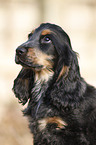 English Cocker Spaniel Welpe