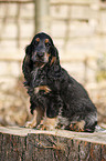 English Cocker Spaniel Welpe