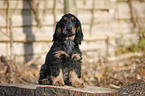 English Cocker Spaniel Welpe