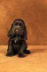 English Cocker Spaniel Welpe