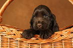 English Cocker Spaniel Welpe