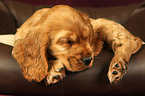 English Cocker Spaniel Welpe