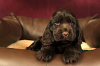 English Cocker Spaniel Welpe