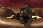 English Cocker Spaniel Welpe