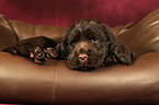 English Cocker Spaniel Welpe