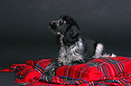 liegender English Cocker Spaniel