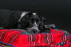 liegender English Cocker Spaniel