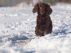 rennender English Cocker Spaniel