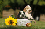 English Cocker Spaniel Welpen