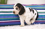 English Cocker Spaniel Welpe