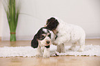 English Cocker Spaniel Welpen