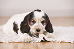 liegender English Cocker Spaniel Welpe