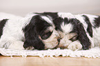 English Cocker Spaniel Welpen