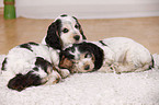 English Cocker Spaniel Welpen