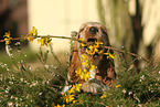 English Cocker Spaniel Welpe