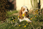 English Cocker Spaniel Welpe