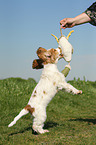 English Cocker Spaniel Welpe