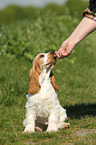 English Cocker Spaniel Welpe