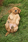 English Cocker Spaniel Welpe