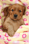 English Cocker Spaniel Welpe