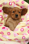 English Cocker Spaniel Welpe