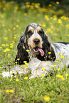 liegender English Cocker Spaniel