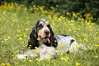 liegender English Cocker Spaniel