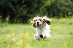 rennender English Cocker Spaniel