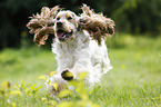 rennender English Cocker Spaniel