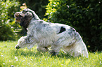 spielender English Cocker Spaniel