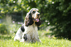 sitzender English Cocker Spaniel