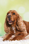 liegender English Cocker Spaniel