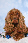 liegender English Cocker Spaniel