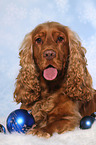 liegender English Cocker Spaniel