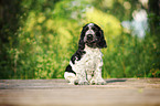 English Cocker Spaniel Welpe