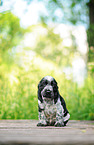 English Cocker Spaniel Welpe