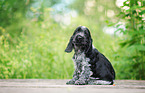 English Cocker Spaniel Welpe