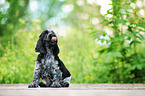 English Cocker Spaniel Welpe