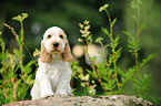 English Cocker Spaniel Welpe