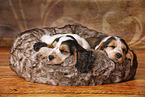 2 schlafende English Cocker Spaniel Puppies