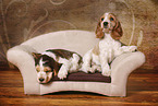 2 English Cocker Spaniel Welpen