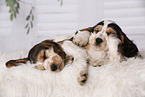2 schlafende English Cocker Spaniel Welpen