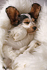 schlafender English Cocker Spaniel Welpe