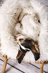 schlafender English Cocker Spaniel Welpe