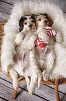 2 schlafende English Cocker Spaniel Welpen