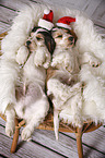 2 schlafende English Cocker Spaniel Welpen