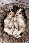2 schlafende English Cocker Spaniel Welpen