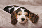 schlafender English Cocker Spaniel Welpe