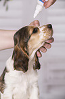 Augenpflege beim English Cocker Spaniel Welpe