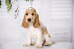 sitzender English Cocker Spaniel Welpe